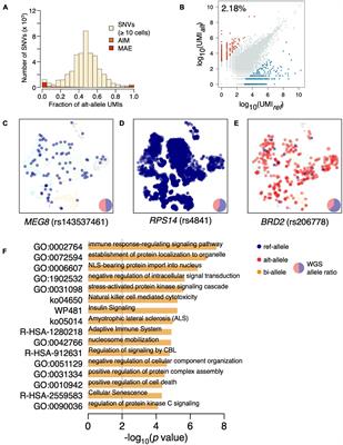 A Comprehensive Characterization of Monoallelic Expression During Hematopoiesis and Leukemogenesis via Single-Cell RNA-Sequencing